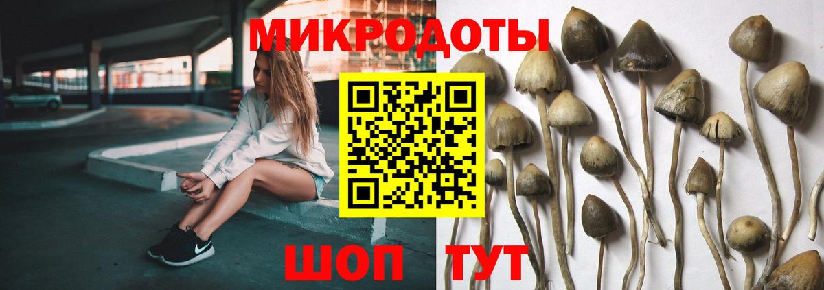 Псилоцибиновые грибы Psilocybe Рославль